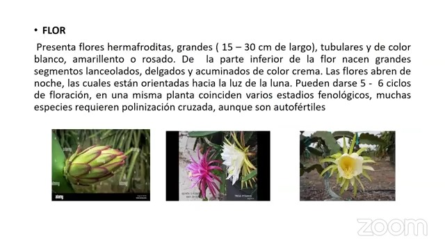 Adaptabilidad de variedades de pitahaya en la zona de Barranca