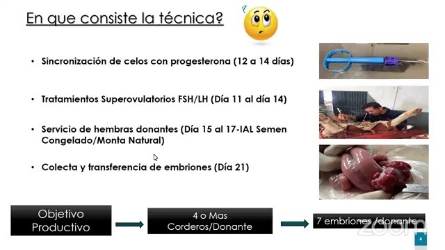 Superovulación, Colecta y transferencia de embriones en ovinos